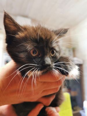 Moli