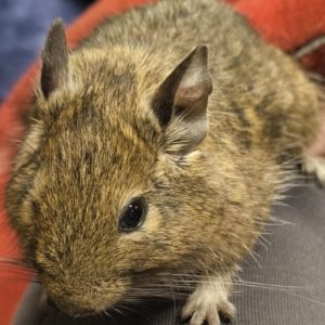 Degu