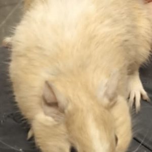 Degu patelė