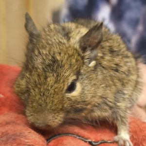 Degu patelė