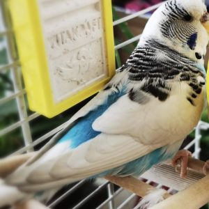 Banguotoji papūgėlė