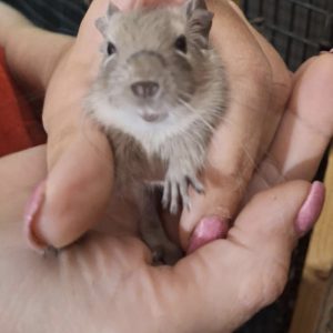 Degu patelė