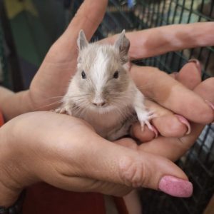 Degu patelė