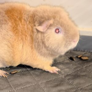 Kreminė jūrų kiaulytė