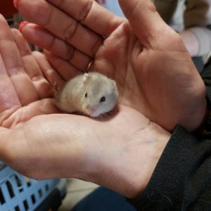 Džiungarijos žiurkėniukė