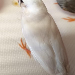 Amadinas