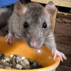 Žiurkytė