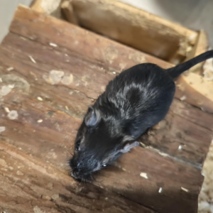 Smiltpeliukas patinas