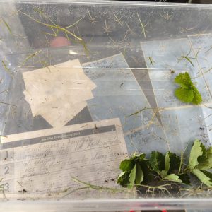 Vietnamo gyvalazdės