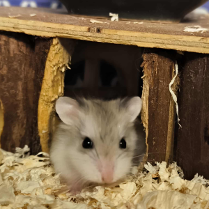 Roborovskio žiurkėniukas