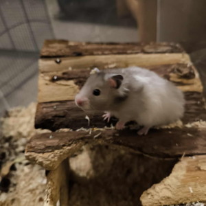 Sirijos žiurkėniukė