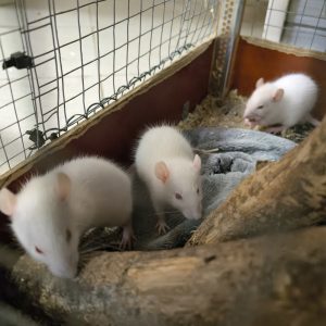 Dekoratyvinė žiurkė