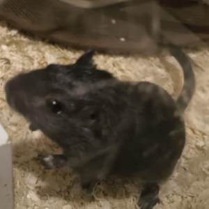 Smiltpeliukas patinas