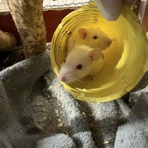 Dekoratyvinė žiurkė