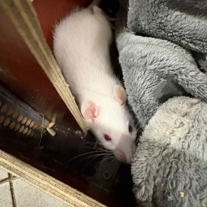 Dekoratyvinė žiurkė