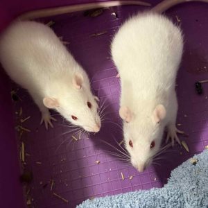 Dekoratyvinė žiurkė