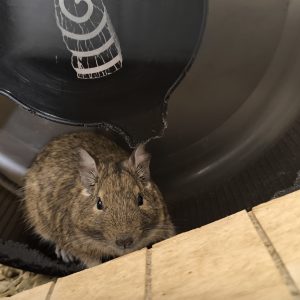 Degu patinėlis