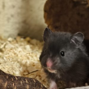 Sirijos žiurkėniukė