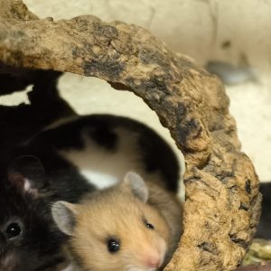 Sirijos žiurkėniukė