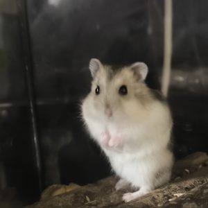 Džiungarijos žiurkėnas