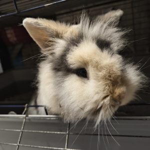 Triušytė Bambonešis