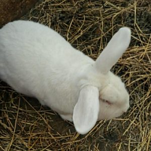 Mėsinis triušis Vaitas