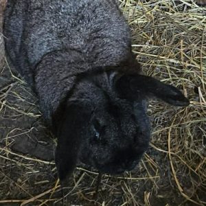 Mėsinis triušis Grėjus