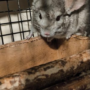 Šinšiliukas beausis