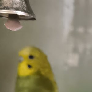 Banguotoji papūgėlė