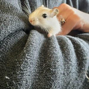 Smiltpelė