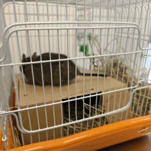 Degu
