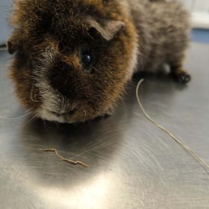 Jūrų kiaulytė Pipiras