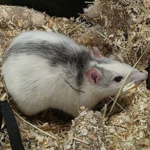 Dekoratyvinė žiurkytė