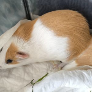 Jūrų kiaulytė Čipas