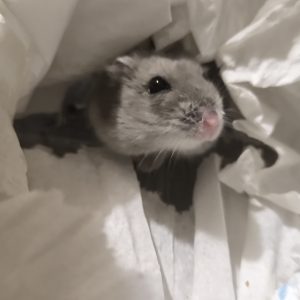 Džiungarijos žiurkėniukė Žandukė