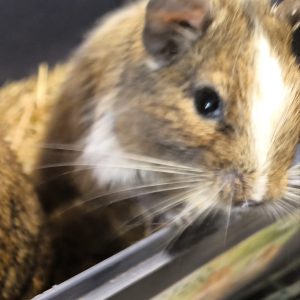 Degu patinėlis