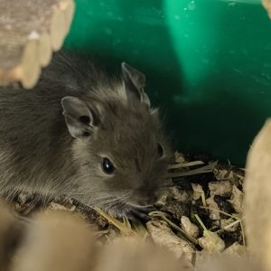Degutė
